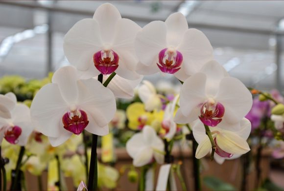 orchids indoor