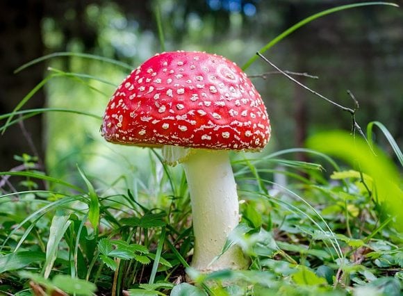 Poisonus Mushroom