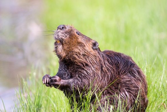 Wildlife Water Beaver