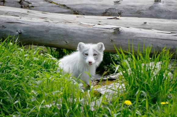 arctic fox in its den