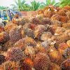 Is Palm Oil The Hidden Destroyer?