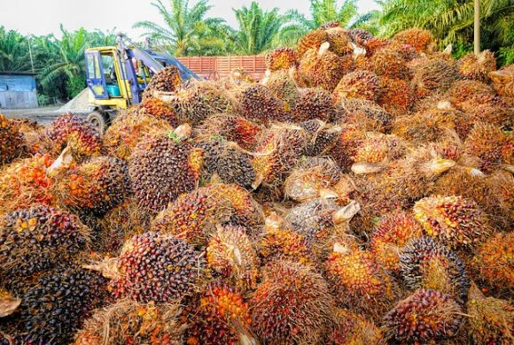 Is Palm Oil The Hidden Destroyer?