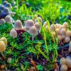 Mushroom Cultivation Can Be A Problem Solver