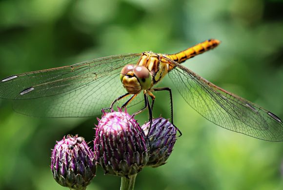 resting dragonfly
