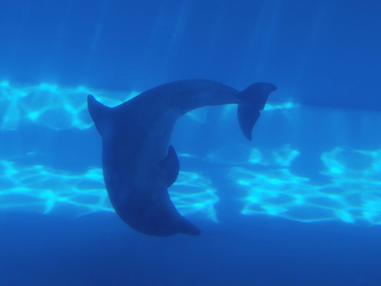 dolphin alone underwater
