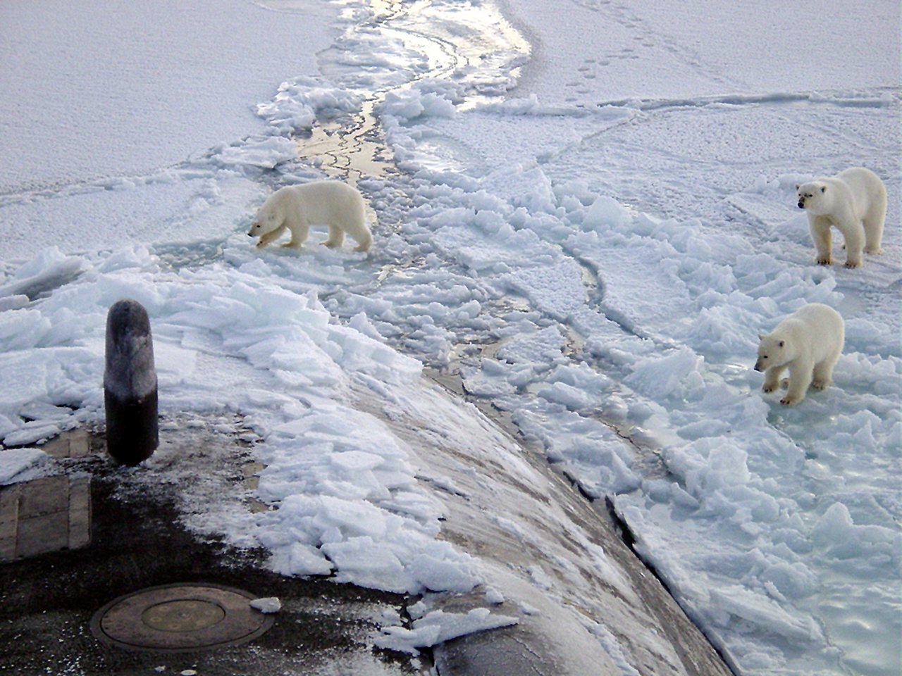 polar bear in arctic