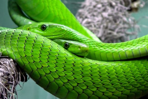 green mamba snake