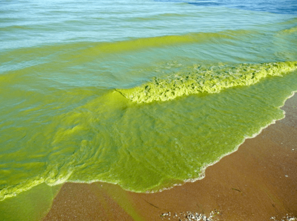 2009 algae bloom by Tom Archer