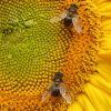 Unique Environmental Benefits of Sunflowers