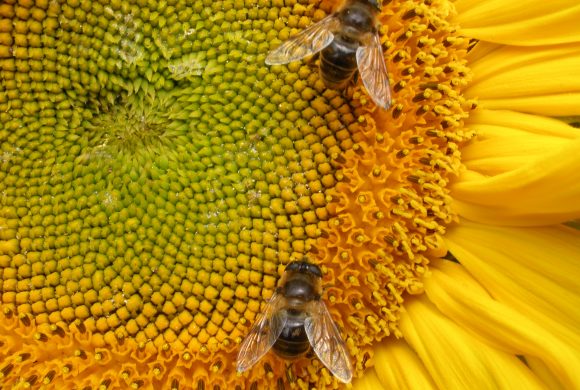 bees on sunflower (wikimedia commons)