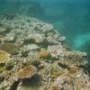 It’s Happening, The Largest Coral Bleaching Event Ever!