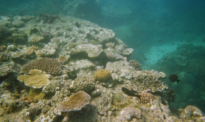 It’s Happening, The Largest Coral Bleaching Event Ever!