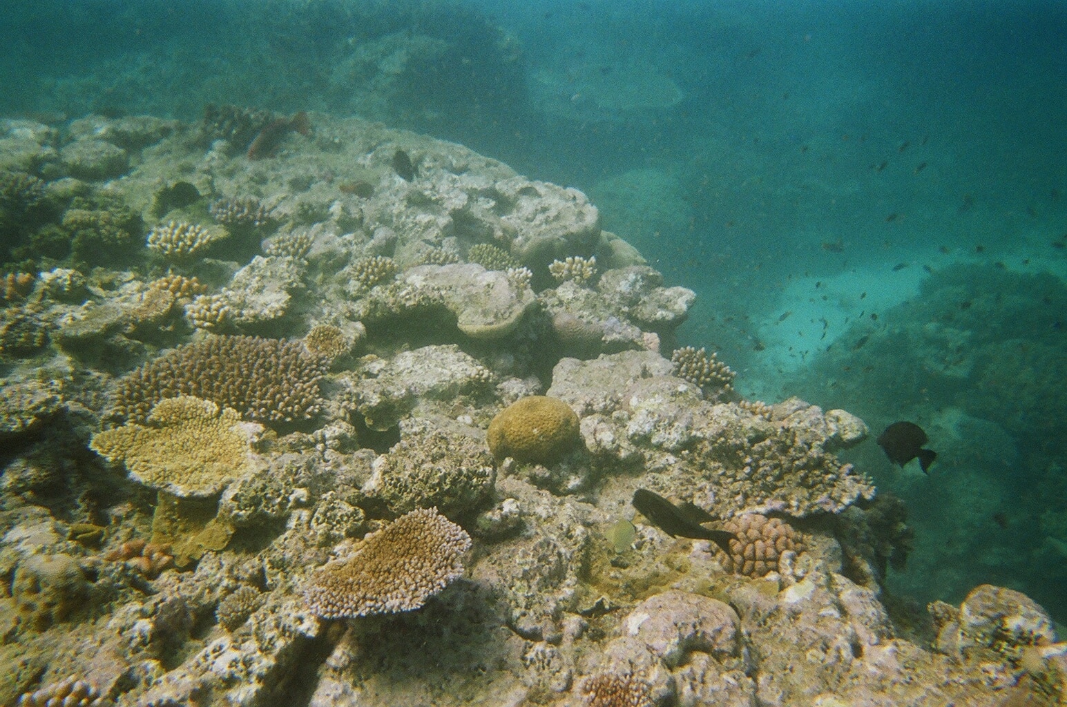 Bleached reef (Wikimedia Commons)