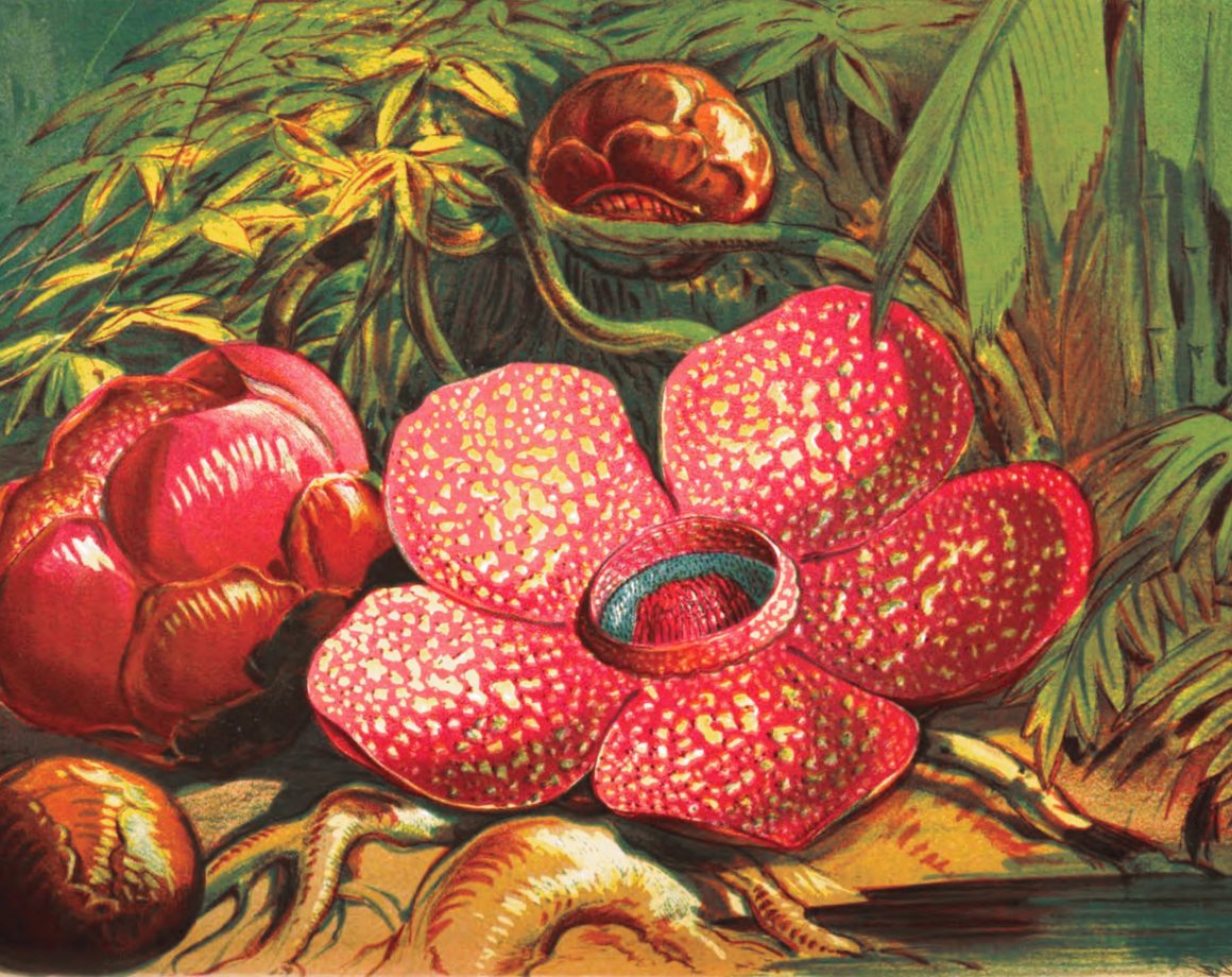 Big And Stinky Rafflesia Arnoldii The Largest Flower vrogue.co