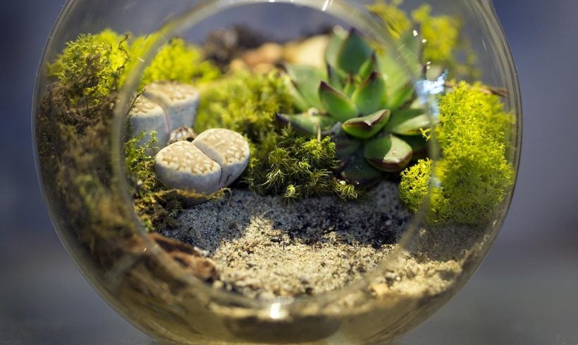 How To Make And Take Care Of Your Own Terrarium