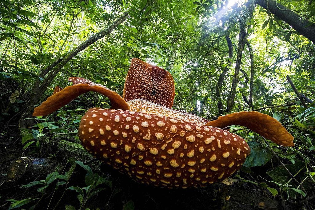 Rafflesia arnoldii Bengkulu (Wikimedia Commons)