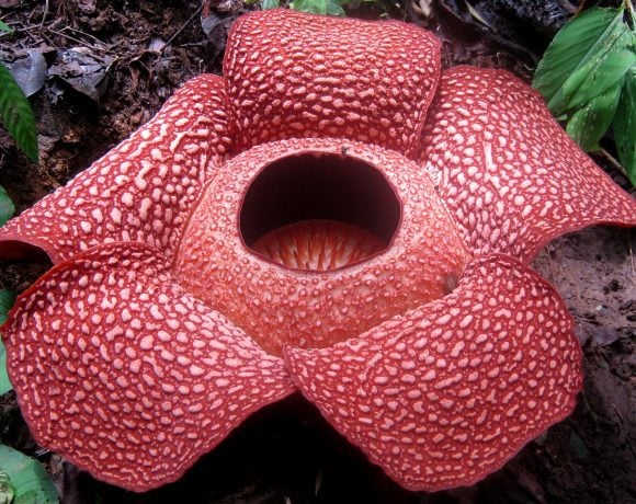 Rafflesia_arnoldi (Wikimedia Commons)