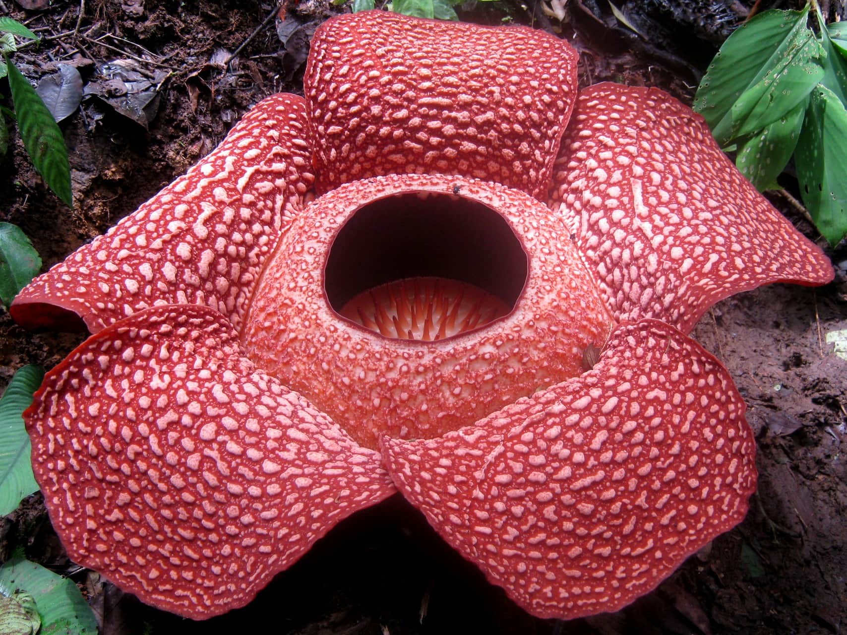Rafflesia_arnoldi (Wikimedia Commons)
