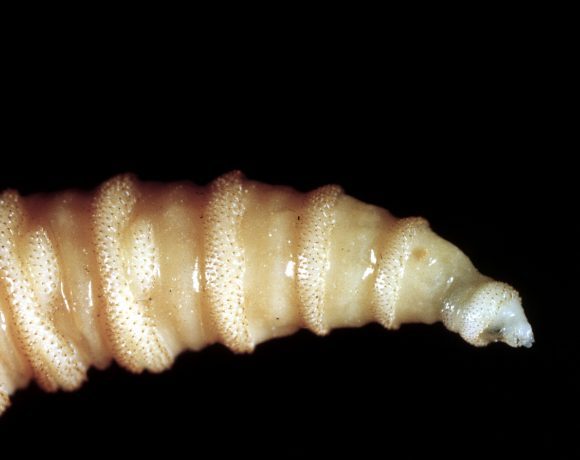 Screw worm (Wikimedia Commons)