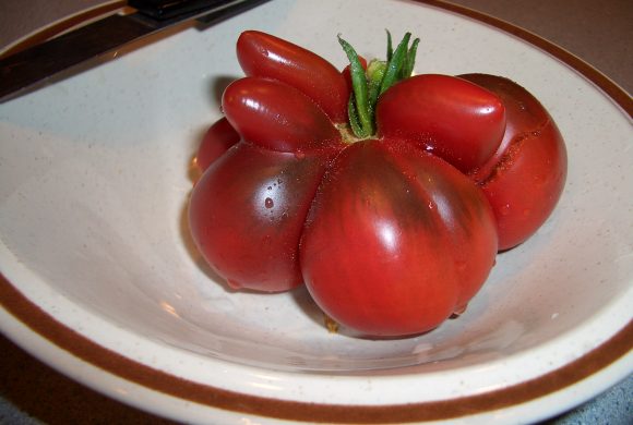 The Gene That Stole the Tomato’s Flavor