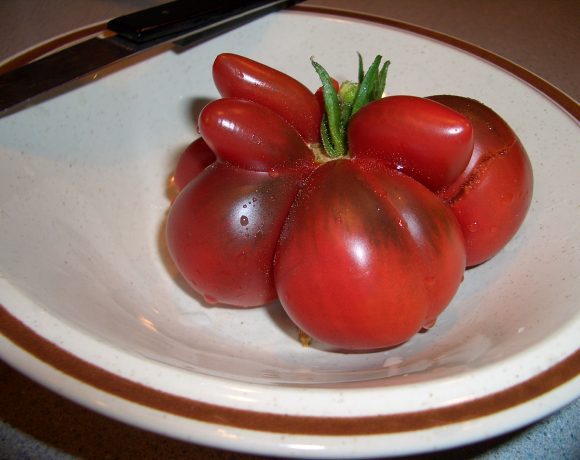 The Gene That Stole the Tomato’s Flavor