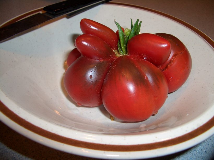 The Gene That Stole the Tomato’s Flavor