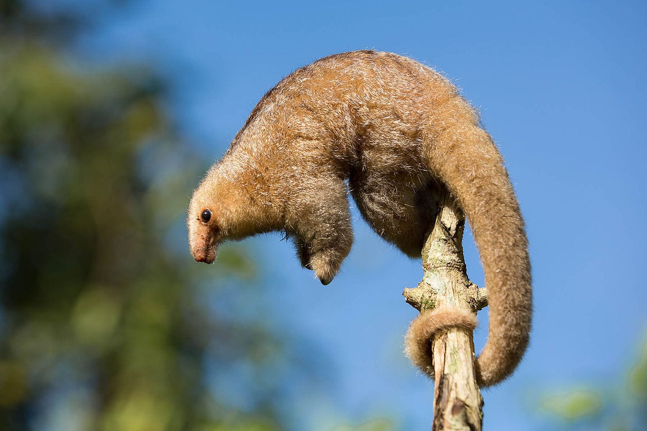 Silky Anteater by Quinten Questel Wikimedia Commons