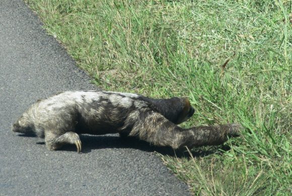 Sloth roaming on land