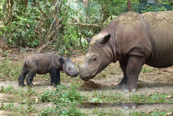 Sumatran rhinos four days old (Wikimedia Commons)