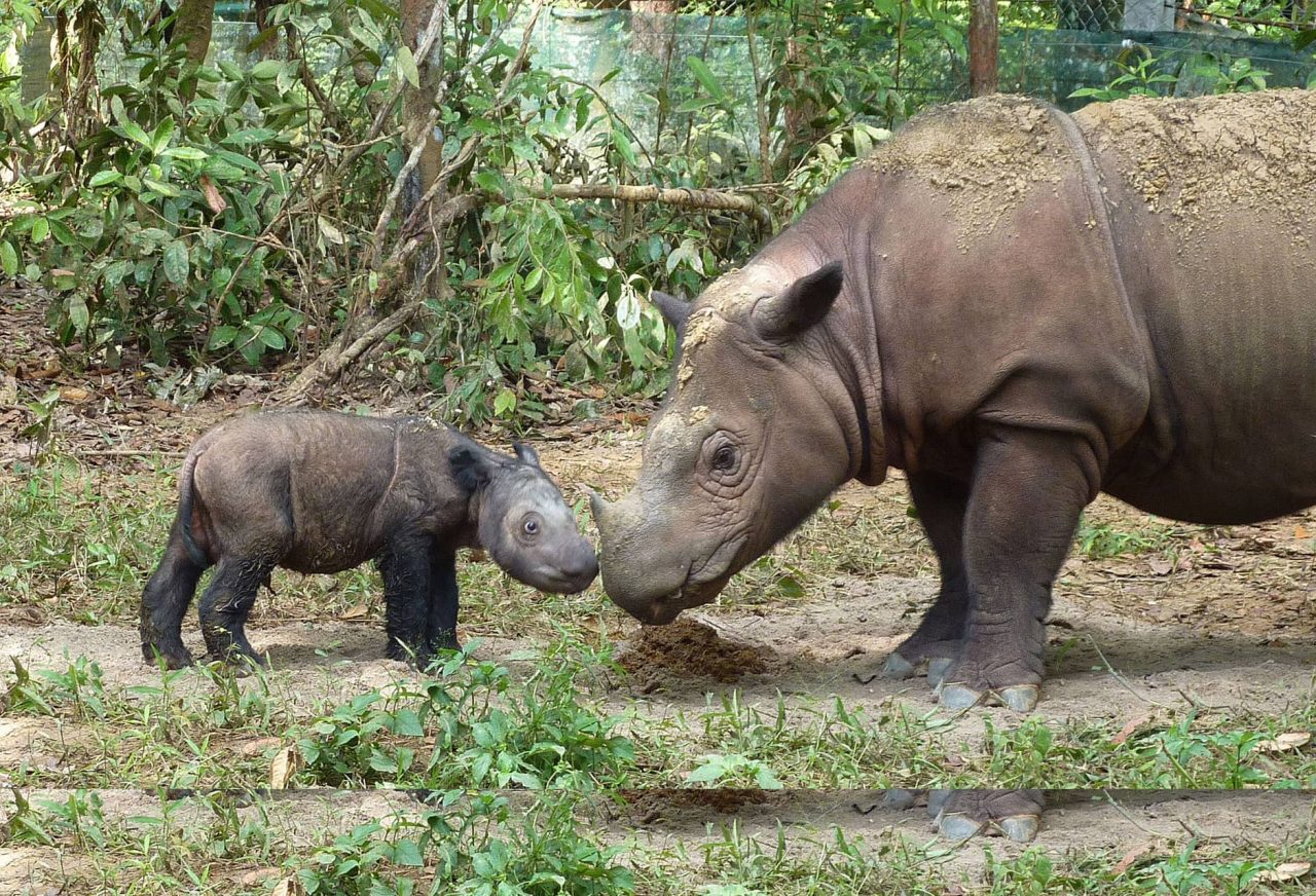 Sumatran rhinoceros four days old (Wikimedia Commons)