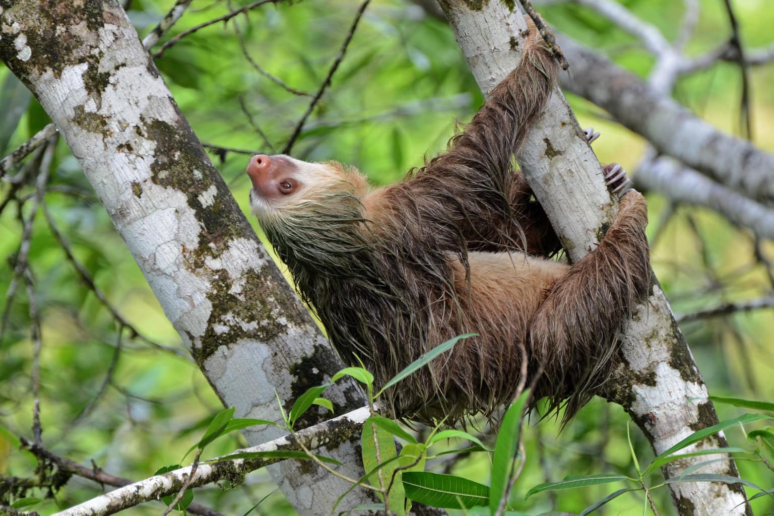 Two-toed_sloth (Wikimedia Commons)