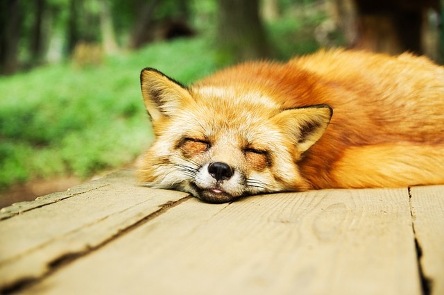 sleeping fox