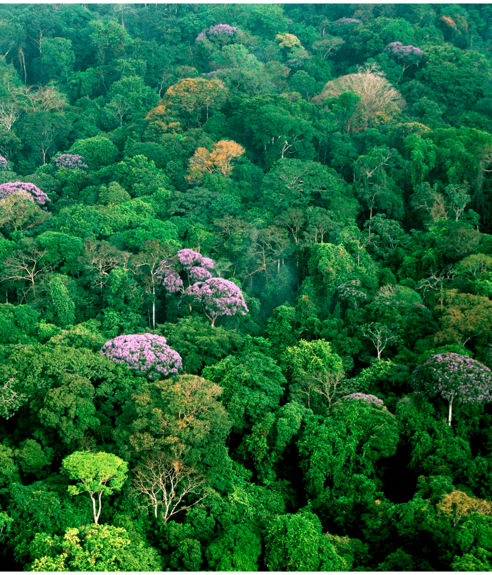 barro colorado forest (Wikimedia Commons)