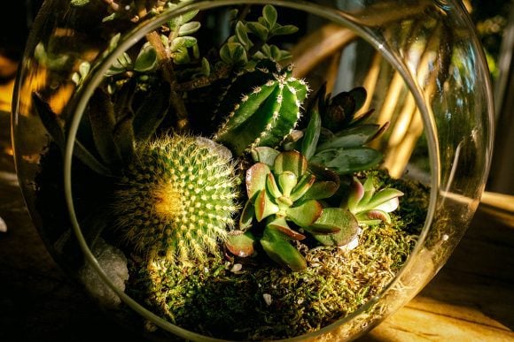 cacti terrarium (Wikimedia Commons)