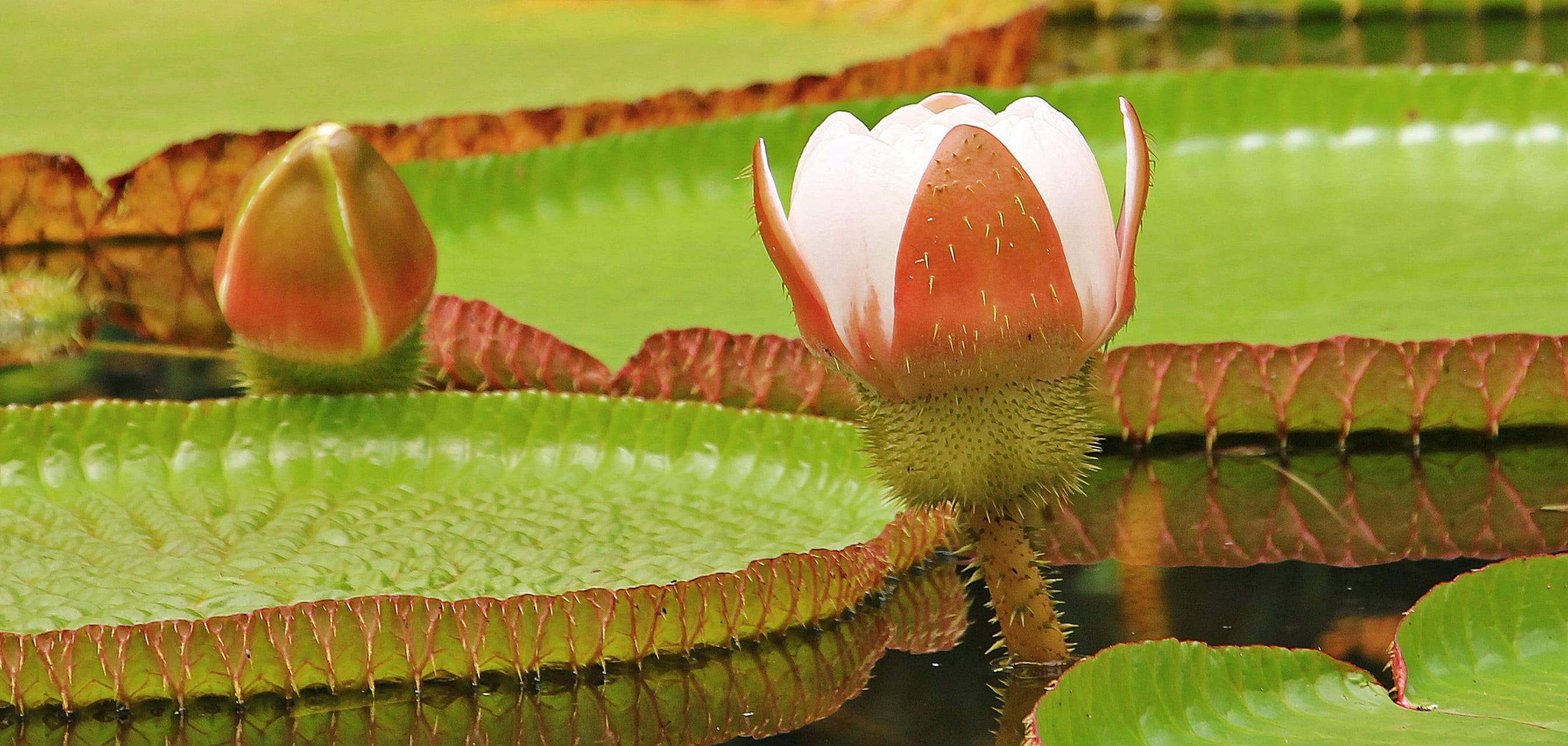 giant amazon lily