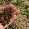 The Soil Species, Hidden Life Beneath Our Feet
