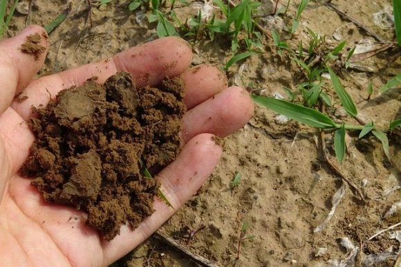 How To Make Your Garden Thrive With These Earth-Friendly Soil Practices