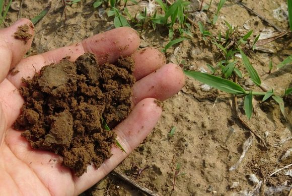 The Soil Species, Hidden Life Beneath Our Feet