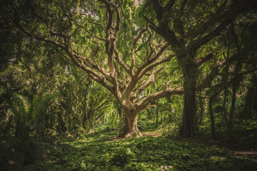 Nature is Awesome: Here are 10 Oldest Living Trees in the World
