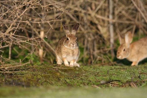 rabbits in bushes