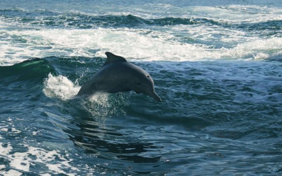 surfing dolphin