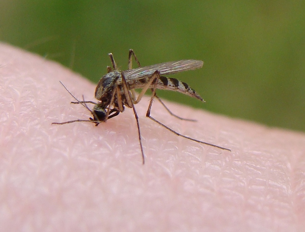 Mosquito_biting (Wikimedia Commons)