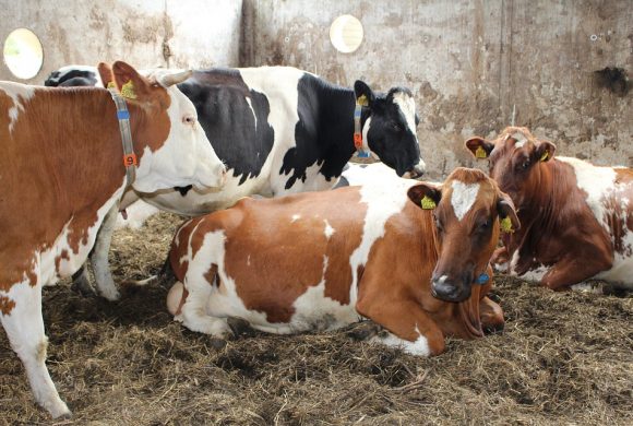 Nature Netherlands Farm Cow Cows Dutch Landscape