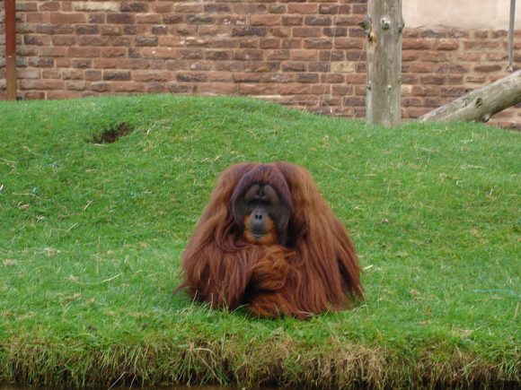 Orangutan (Wikimedia Commons)