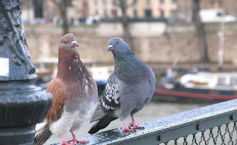 How Pigeons Can Save Us From The Risk Of Air Pollution