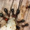 The Mysterious World of Insects: How Ants Contribute to Nature