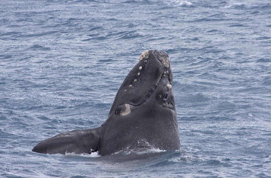 Southern_Right_Whale_(Wikimedia Commons)
