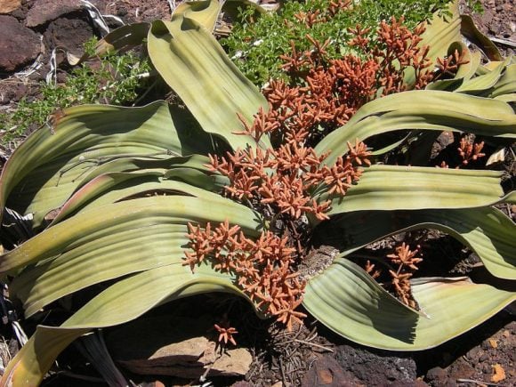 Welwitschia_Mirabilis (Wikimedia Commons)