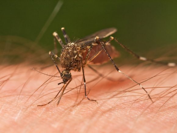 mosquito (Wikimedia Commons)