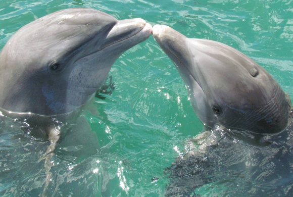 dolphins kissing